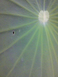 駒_f0082794_0141299.jpg