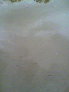 青葉_f0082794_0315120.jpg