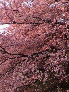サクラマウ_f0082794_0362926.jpg