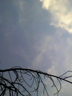 平八_f0082794_0462591.jpg