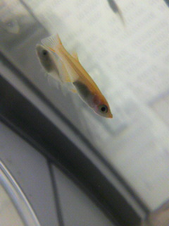 ベト_f0082794_0494382.jpg