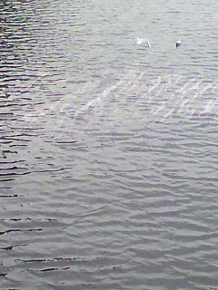 松_f0082794_0552711.jpg