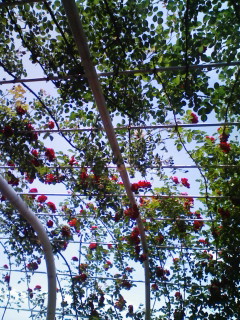 ルート_f0082794_1030610.jpg