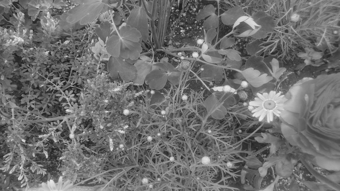white eyes_f0082794_11363013.jpg