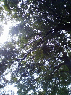 固化_f0082794_1150326.jpg