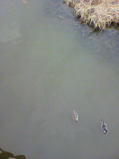 シロクマ_f0082794_11543331.jpg
