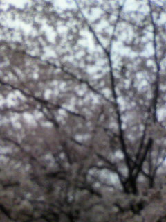 認識の蝶道_f0082794_116447.jpg