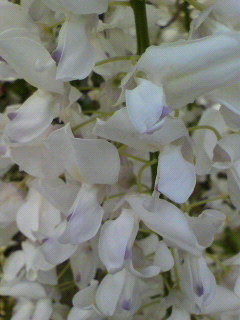 生まれ生きる_f0082794_123385.jpg