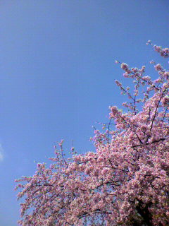 シバリ_f0082794_12395512.jpg