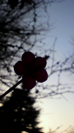 ムー_f0082794_12422353.jpg