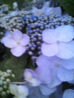銀_f0082794_124504.jpg