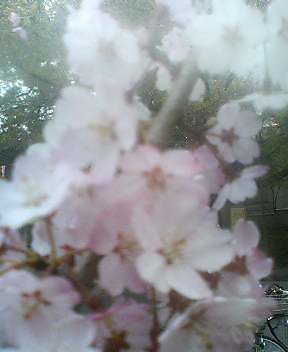 1分咲き_f0082794_12532990.jpg
