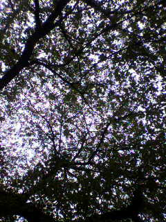 葉桜_f0082794_12592732.jpg