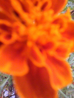 ガッチン_f0082794_129862.jpg