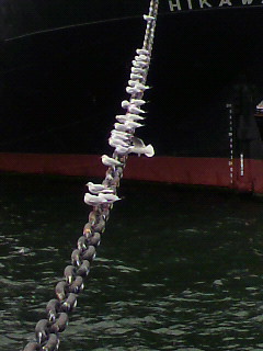 カワマタ_f0082794_1325621.jpg