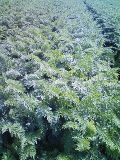 G.G_f0082794_13515976.jpg