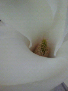 種_f0082794_14254666.jpg