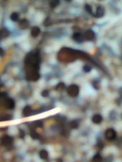 テリトリー_f0082794_1425487.jpg