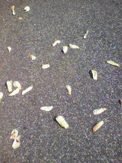 in out_f0082794_14471299.jpg