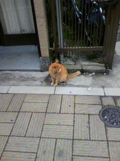 とまと_f0082794_14505552.jpg