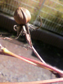 生還_f0082794_15154794.jpg