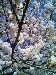 さくら_f0082794_15521712.jpg