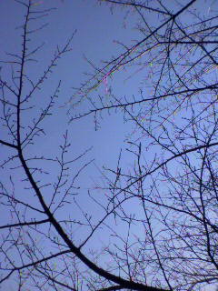 大_f0082794_1552994.jpg