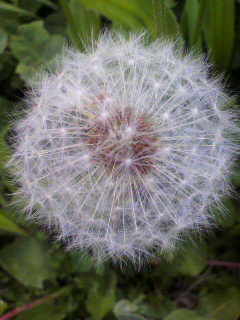 チュッパチャップス_f0082794_1584329.jpg