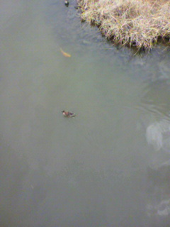 京急_f0082794_1723674.jpg