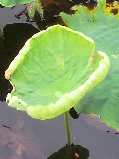 青い_f0082794_17305641.jpg