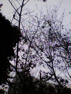 フリー_f0082794_17395353.jpg