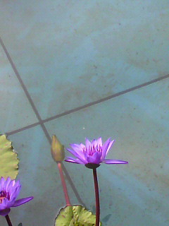 オーミ_f0082794_18114432.jpg