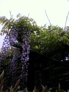 ザンザ_f0082794_18334530.jpg