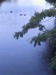 あっつ_f0082794_2029253.jpg