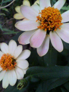 屋根花_f0082794_2050346.jpg