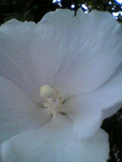 金彫_f0082794_213762.jpg