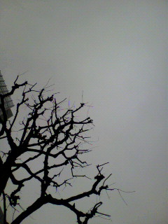 ピナ_f0082794_2144773.jpg