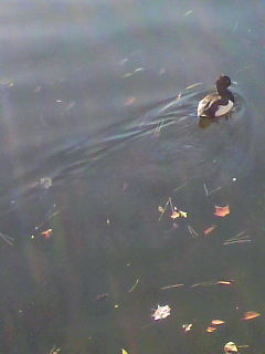 熱_f0082794_216232.jpg