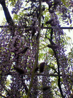 花花_f0082794_22522856.jpg