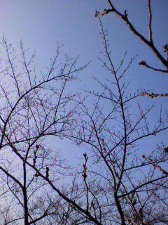 フカ_f0082794_22524536.jpg