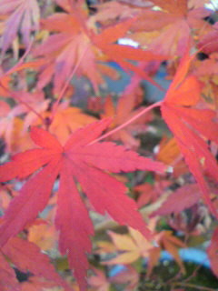 ないない_f0082794_2482759.jpg