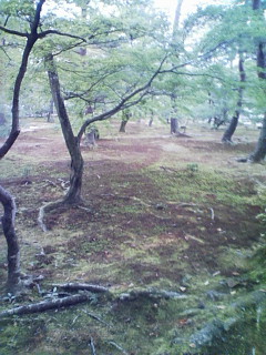 成分表_f0082794_2591416.jpg