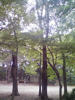 国宝ダッシュ_f0082794_3131940.jpg