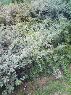 ズーム_f0082794_3173133.jpg