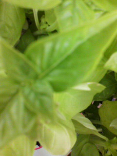 チュウダー_f0082794_317494.jpg
