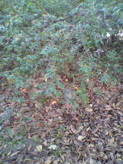 ▽_f0082794_3215068.jpg