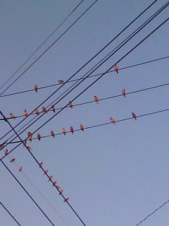行く年_f0082794_3385390.jpg