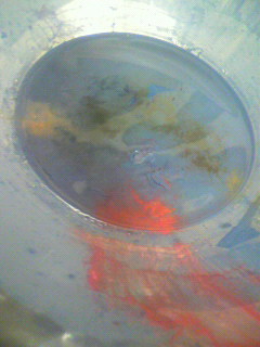 カラー_f0082794_3433174.jpg