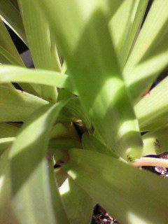 アメーバ_f0082794_3501955.jpg
