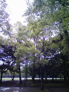 枕_f0082794_3521885.jpg